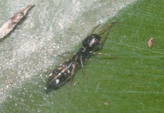 Myrmarachne nigella