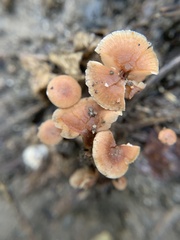 Tubaria furfuracea