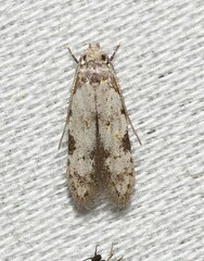 Taygete attributella