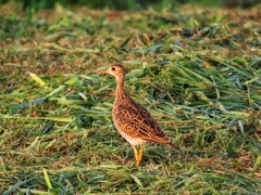 Bartramia longicauda
