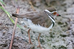 Charadrius tricollaris