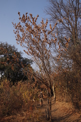 Combretum