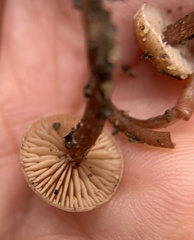 Tubaria furfuracea