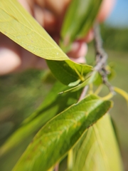 Celtis reticulata