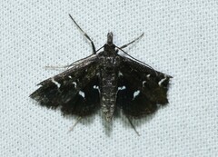 Diasemiodes janassialis