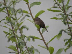 Melospiza melodia morphna