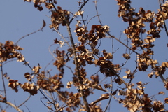 Combretum