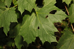Acer platanoides