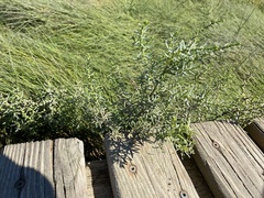 Suaeda maritima