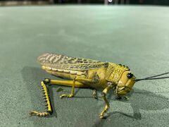 Tropidacris cristata