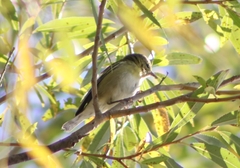 Leiothlypis peregrina