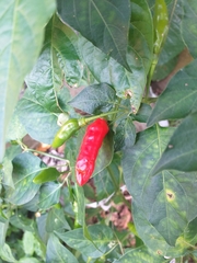 Capsicum