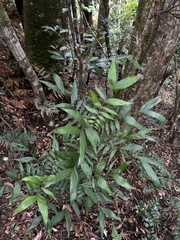 Basselinia eriostachys