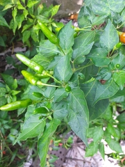 Capsicum