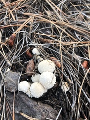 Lycoperdon