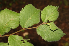 Ulmus glabra