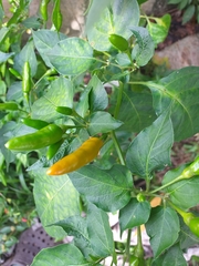 Capsicum