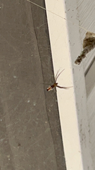 Mecynogea lemniscata