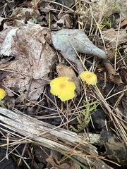Gloioxanthomyces nitidus