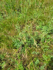Echinops ritro ruthenicus