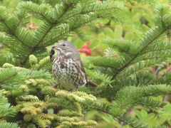 Passerella iliaca