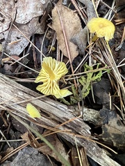 Gloioxanthomyces nitidus