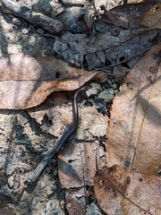 Cylindroiulus caeruleocinctus