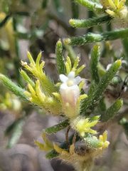 Nama carnosa