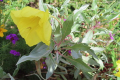 Oenothera macrocarpa