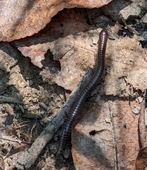 Cylindroiulus caeruleocinctus