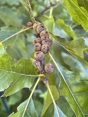 Kokkocynips imbricariae