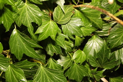 Hedera colchica
