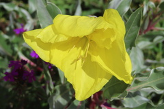 Oenothera macrocarpa