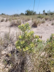 Nama carnosa