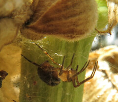 Steatoda nobilis