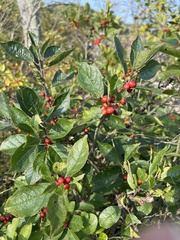 Pachypsylla celtidisvesicula