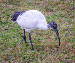 Threskiornis aethiopicus