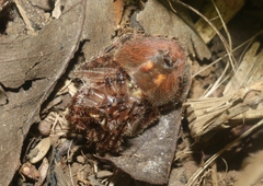 Araneus kapiolaniae