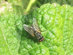Muscina stabulans