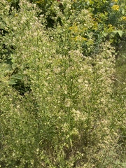 Erigeron