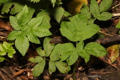 Aegopodium podagraria