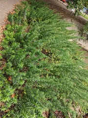 Artemisia verlotiorum