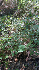 Symphoricarpos orbiculatus