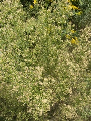 Erigeron
