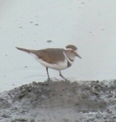 Charadrius tricollaris