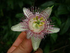 Passiflora adenopoda