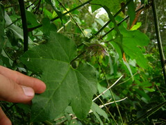 Passiflora adenopoda