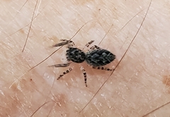 Salticidae