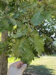 Quercus bicolor
