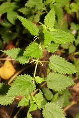 Urtica dioica